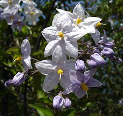  Solanum jasminoides