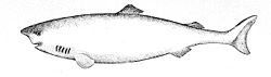  Requin du Groenland (Somniosus microcephalus)