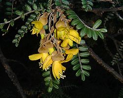  Fleurs de petit tamarin des Hauts(Sophora denudata)