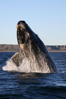  Une baleine franche australe
