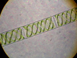  Spirogyres vues au microscope (x40)