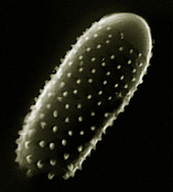Spores de Melampsora sp.
