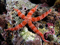  L'étoile de mer Gomphia gomphia