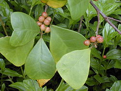  Ficus deltoidea