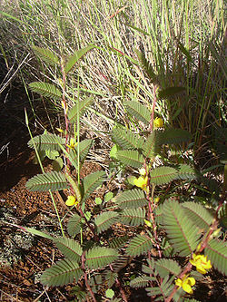  Chamaecrista nictitans Photo de Forest & Kim Starr (USGS)
