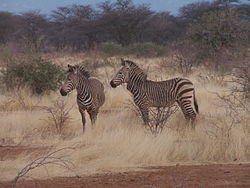  Equus zebra hartmannae