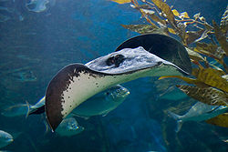  Les Dasyatidae sont fréquents dans les centres zoologiques marins