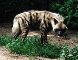  Hyaena hyaena