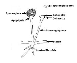  Structure de Rhizopus sp