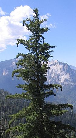  Pinus lambertiana