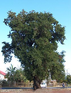  Allure générale d'un vieil arbre, à la Réunion