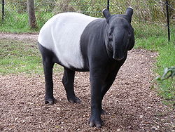  Tapirus indicus