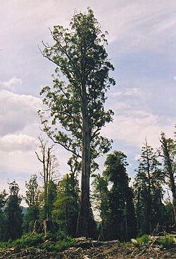 Un Eucalyptus regnans de 80 m de hauteur