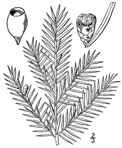  Taxus canadensis