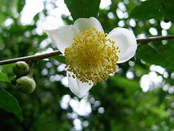  Fleur de théier (Camellia sinensis)