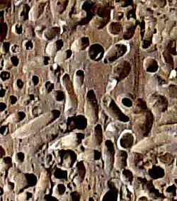  Perforations créées par Teredo navalis, dans du bois