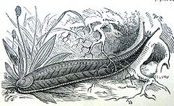  La testacelle Testacella haliotidea,limace munie d'une coquille résiduelle