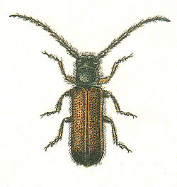 Tetrops praeustus (Linné, 1758)de E. Reitter, 1913 - Die Käfer des Deutschen Reiches, Band 4