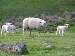 Texel avec ses agneaux.jpg