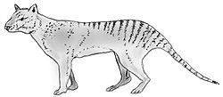  Thylacinus potens On ne connait rien du pelage de l'animal. Les raies sont faites par imitation du thylacine.