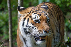  Tigre (Panthera tigris)