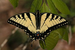  Papilio glaucus