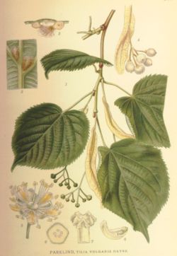  Tilia ×europaea