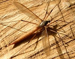  Tipula oleracea