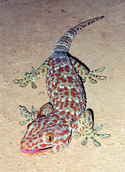  Gekko gecko