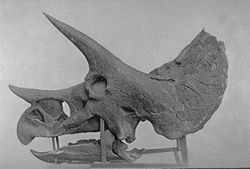  crâne de Triceratops