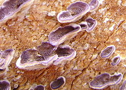  Trichaptum abietinum
