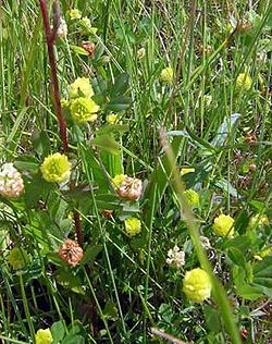 Trifolium campestre