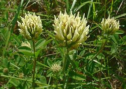  Trifolium montanum 