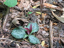  Trillium decumbens
