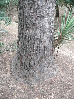 Yucca filifera du Plantier de Costebelle : détail de la base du tronc.