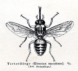  Mouche tsé-tsé (Glossina sp.)