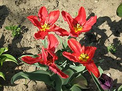  Tulipa gesneriana