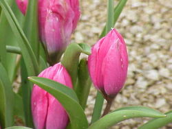  Tulipa pulchella