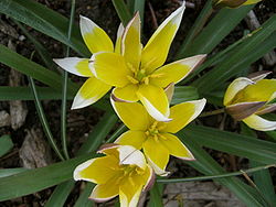 Tulipa turkestanica macro 1.jpg