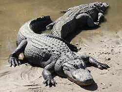  Alligator mississippiensis