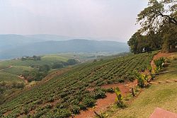  Culture du thé en Afrique du Sud