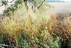  Panicum virgatumans son habitat naturel (États-Unis)