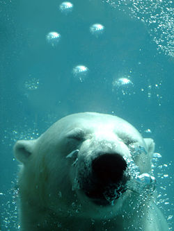 L'ours blanc est le symbole du zoo.