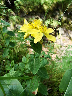  Hypericum richeri subsp. burseridans la vallée du Marcadau