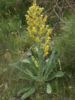  Verbascum lychnitis (Alpes du Sud)