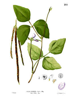  Vigna unguiculata subsp. unguiculata