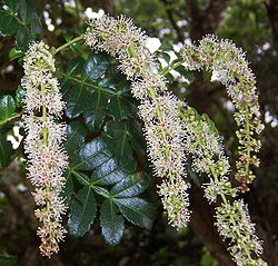  Weinmannia tinctoria (Réunion)