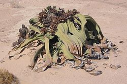  Plant de Welwitschia en Namibie