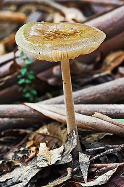 Xerula australis
