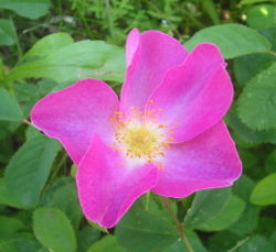  Fleur de Rosa gallica, espèce de la section  Rosa sect. Gallicanae 